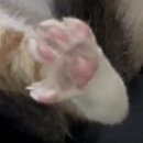 고양이 미용실 안냥 이미지