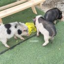 칠곡동물체험카페 이미지