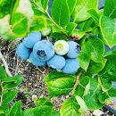 아름1농장 이미지