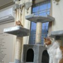 삐약이PC 이미지