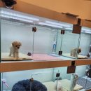 멍블랑 강아지분양 시흥배곧점 이미지