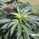 하와이약국 이미지