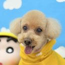 그루머로 네이버블로그
