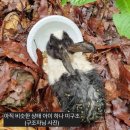 고성아이디(ID) | [토끼입양홍보]7월 포인핸드 : 군포 약40마리 집단유기