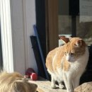 CU(서산동문1호점) | 서울 근교 애견펜션 포천 애견펜션 쓰담쓰담 애견펜션 101호 주변 마트 편의점 포함