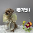 댕블리 이미지