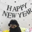 남구-29 | 울산 남구 애견미용 애견지몽에서 강아지 미용 받은 후기