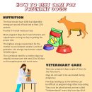 사람과애견 이미지