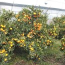 시은농장 이미지