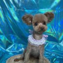 황언니 펫살롱 이미지