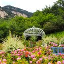 장미정원 이미지