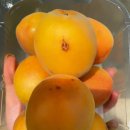 종합농약종묘사 | 🍑 햇살 머금은 진짜 살구, 우애로운상회 영천살구 후기 💛