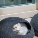 언제나동물병원 이미지
