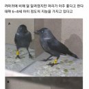 까치 지능 이미지