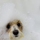 구미산동 애견미용 눈부시개 이미지