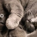 고양이미용사 임서영 이미지