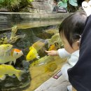 카필드 | 하남 스타필드 카페 아기랑 수족관 카페드아쿠아 후기