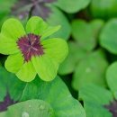 네잎클로버 이미지