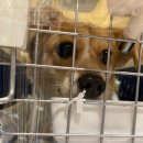 제시카 켄넬 이미지