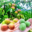 용용농장 이미지