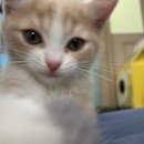 평택고여사집냉면 이미지