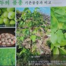 효식농장 Daum카페