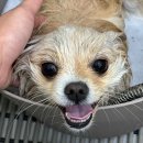 조아펫살롱 이미지