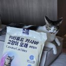 완다코퍼레이션 | 고양이모래추천 밝은색으로 건강체크 | 먼지없는 키티튜드 카사바 고양이모래 후기