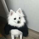 온 그루밍 | 전포애견미용 온레스트그루밍 내돈내산 후기