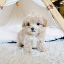 코코독(cocodog) 이미지