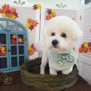 mm애견공방 이미지