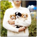 유어펫 라운지 강아지분양 이미지