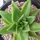 골드킹덤 이미지