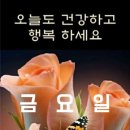 동경갈매기