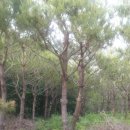 수양1농로 이미지