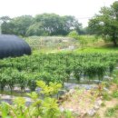 로뎀나무 이미지