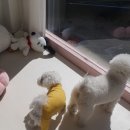 동글하개 이미지