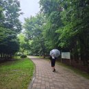 구갈레스피아_M 이미지