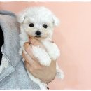 광주강아지분양 애견분양 마마스미독 광주점 이미지