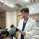 녹십자 동물병원 | 서울 송정동 동물병원 강아지 자궁축농증 골든타임을 놓치면 생명이 위태롭습니다