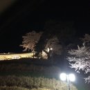 강릉 경포호수 벚꽃축제 ; 밤 벚꽃과 일루미네이션 이미지