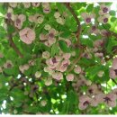 안천중학교 이미지