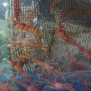 홍게랑 대게랑 이미지