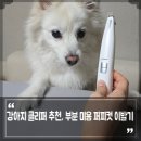 담담 그루밍 샵 | 강아지 클리퍼 추천, 발바닥 털 정리가 쉬운 퍼피컷 애견 미용 부분미용 셀프미용 이발기