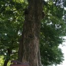 마을 보호수 이미지