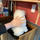 쭈 애견미용 이미지