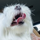 세상 편하개 | 여름하늘구름_날씨좋은 주말~ 청평 카페 나들이🌤️_북한강VIEW 분위기있는 감성카페🏡[엘리스카페🦚]_애견...