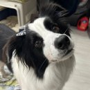 젠틀리더 | [내돈내산] 테무표 강아지 산책 행동교정 젠틀리더 사용후기