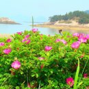 '26년 7월 29일 수요일 출석부 (해당화 열매는 열매가 아니라 추억이라예) 이미지