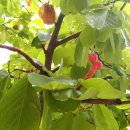 여주본부도장 B동 화단 목련나무 붉은열매 이미지
